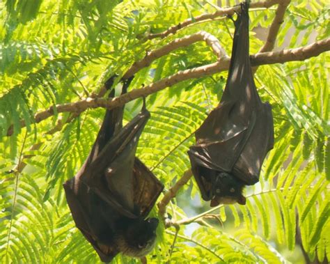 full grown giant golden-crowned flying fox|More.